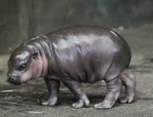 Des hippopotames nains de 350.000 ans